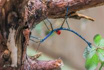 Türkisblaue-Riesenstabschrecke-J25-ig-9271