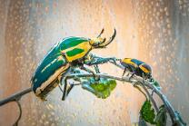 Uganda-Rosenkäfer schubst den Kongo-Käfer-J25-5576