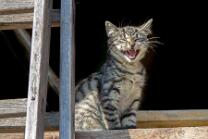 Katzen Oberhallau-J12-2902