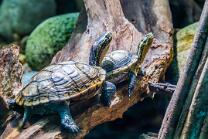 Bachschildkröten-J25-6325