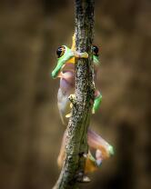 Orangeaugen-Laubfrosch-J25-2694