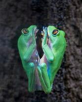 Orangeaugen-Laubfrosch-J25-4215