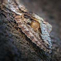 Plattschwanzgecko-J17-2160