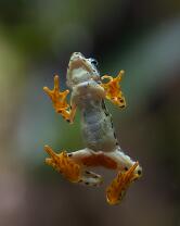 Rio-Pescado-Stummelfusskröte-7228