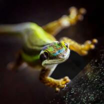 Schmuck-Taggecko-J25-0215