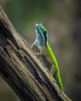 Schmuck-Taggecko-J25-0265