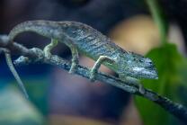 Seychellen-Tigerchamäleon-J25-7960