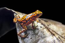 Vicente-Baumsteiger-7193