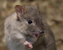 Bürstenschwanz-Rattenkänguru-J25-4721