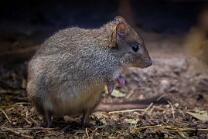 Bürstenschwanz-Rattenkänguru-J25-4728