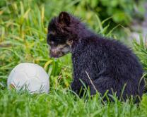 Brillenbärchen Oja-J14-2413