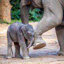 Elefäntli Ruwani-J17-2124