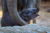 Elefäntli Zali mit Farha-J25-1329