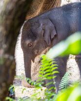 Elefäntli Zali-J25-0427