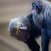 Eulenkopfmeerkatze-Zoo MH-J13-8618