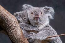 Koala Téa mit Joey-J26-0935