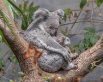 Koala Téa mit Joey-J26-0951