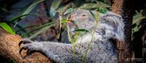 Koala Téa mit Joey-J26-hgfb-0787