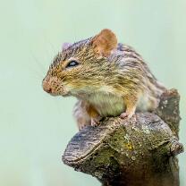 Streifengras-Maus-J17-4630