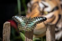 Blauer Segler-Tiger-J24-5405