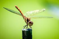 Blutrote Heidelibelle Weibchen-J24-0224