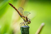 Blutrote Heidelibelle Weibchen-J24-0264