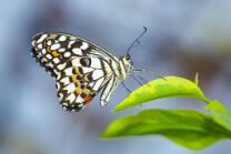 Citrus-Falter-J23-8054