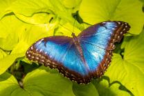 Himmelsfalter-J23-1116