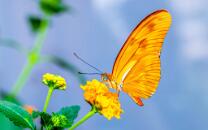 Julia-Falter-J22-2065