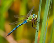 Königslibelle-J12-0560