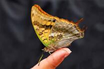 Schmetterling auf Finger-v2-J24-5409