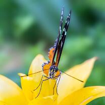 Tigerpassionsfalter-0537