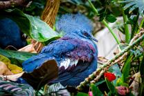 Blaubrust-Krontaube-J25-5560