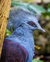 Blaubrust-Krontaube-J25-5571