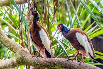 Mähnenibis-J25-5240