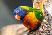 Regenbogenlori-J25-9064