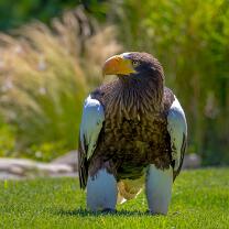 Riesenseeadler-J15-9811