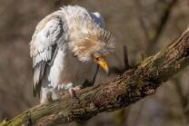 Schmutzgeier-J26-0463