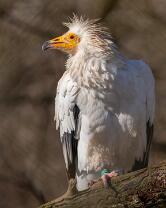 Schmutzgeier-J26-0464