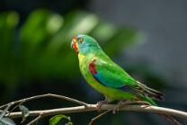 Schwalbensittich-J25-3941