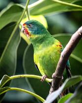 Schwalbensittich-J25-8203