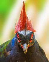 Strausswachtel-J25-6535